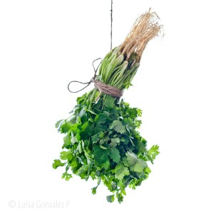 Cilantro