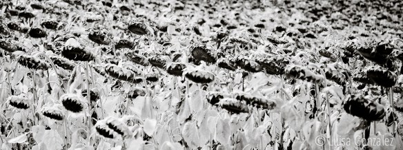 17-DSC_4919-Modifier