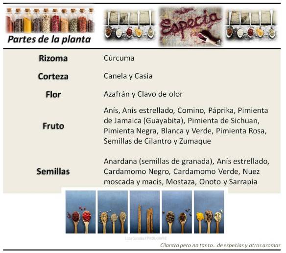 Especias_Partes de la planta