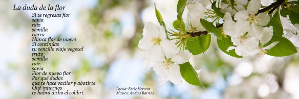 La-duda-de-la-flor