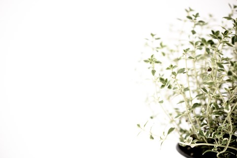 Hierbas-05-05-2015-2