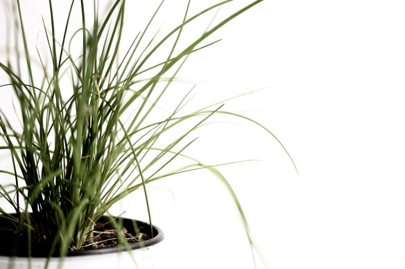 Hierbas-05-05-2015-3