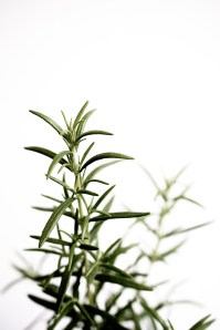 Hierbas-05-05-2015-4