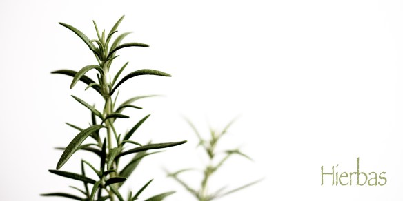 Hierbas-05-05-2015-5