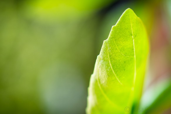 Albahaca-06-07-2015-1