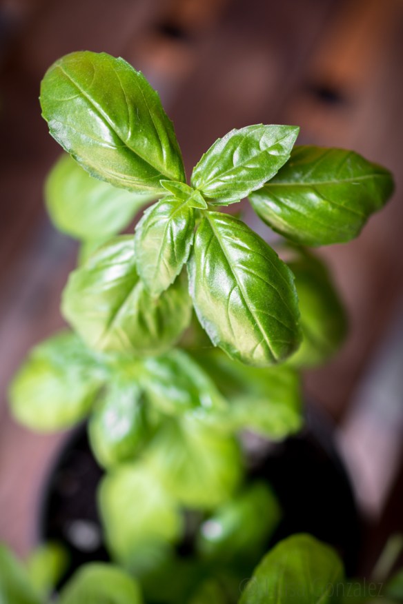 Albahaca-06-07-2015-3