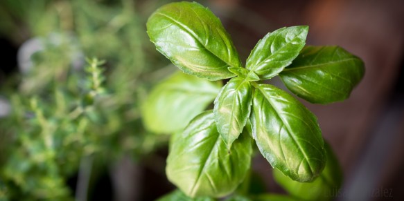 Albahaca-06-07-2015-4