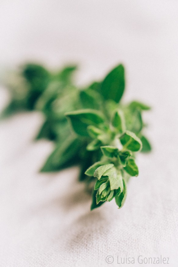 Oregano-22-07-2015-2