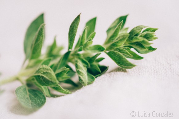 Oregano-22-07-2015-3