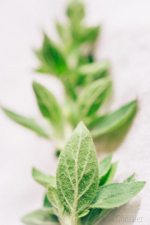 Oregano-22-07-2015-4