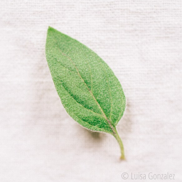 Oregano-22-07-2015-5