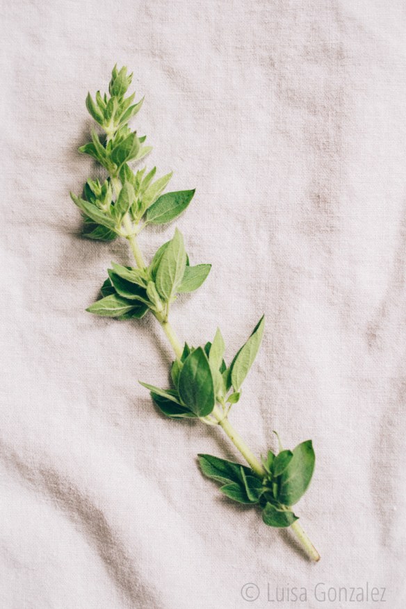 Oregano-22-07-2015