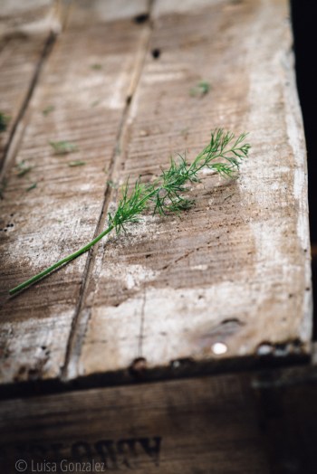 02-Eneldo-18-09-2015