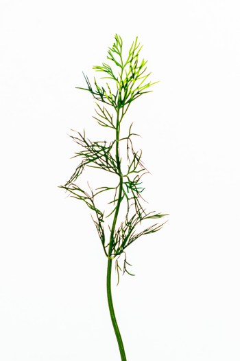 03-Eneldo-18-09-2015