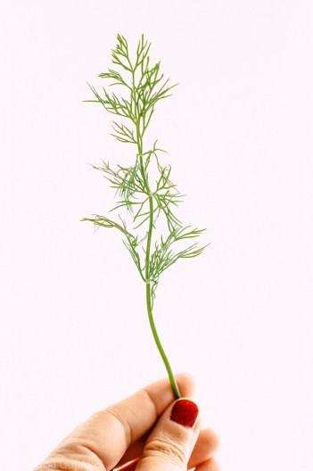 04-Eneldo-18-09-2015