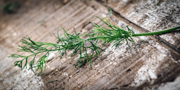 05-Eneldo-18-09-2015