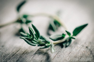 03-21-10-2015-Tomillo