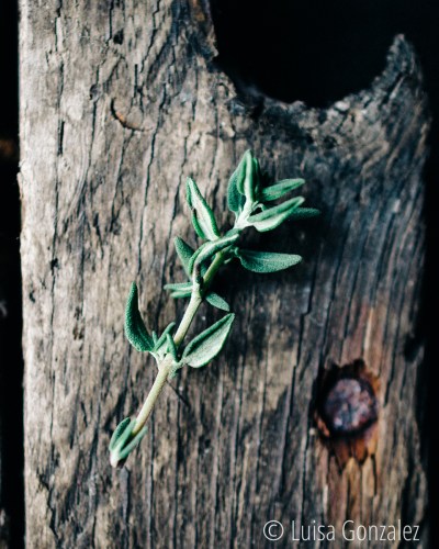 04-21-10-2015-Tomillo