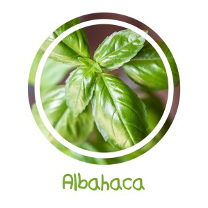 Albahaca