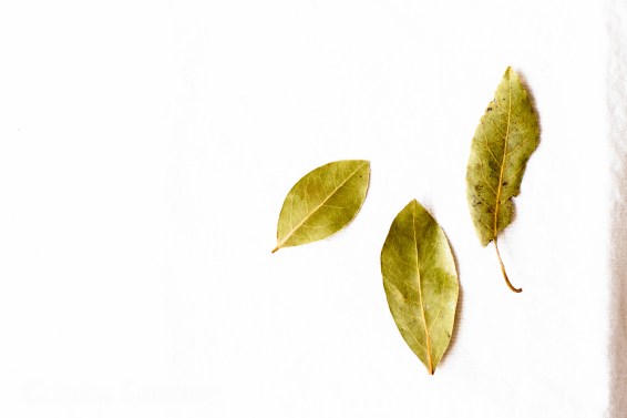 02-Laurel-01-07-2016