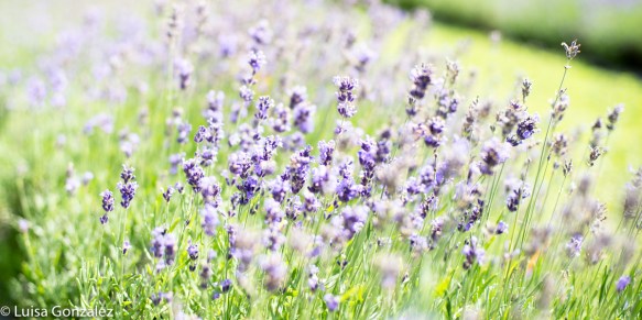 1-Lavande-24-07-2016