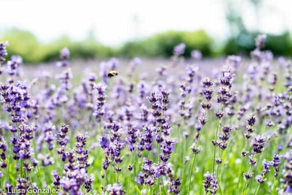 3-Lavande-24-07-2016