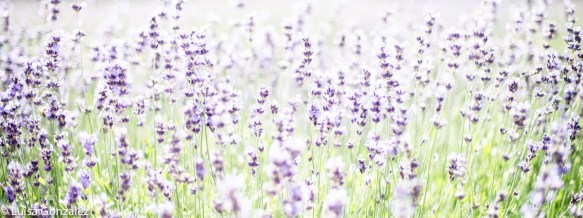 4-Lavande-24-07-2016