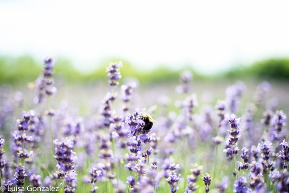 6-Lavande-24-07-2016