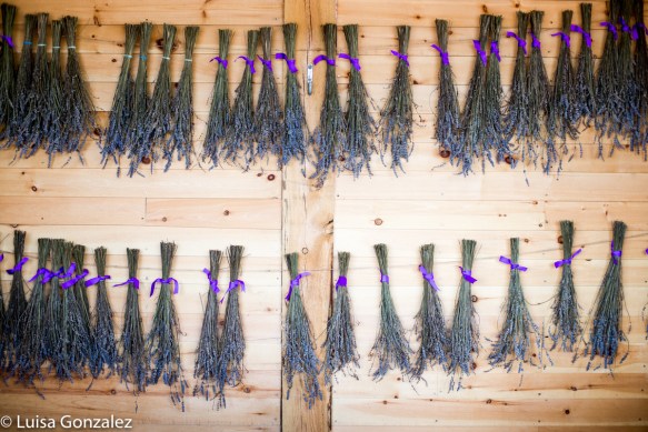 9-Lavande-24-07-2016